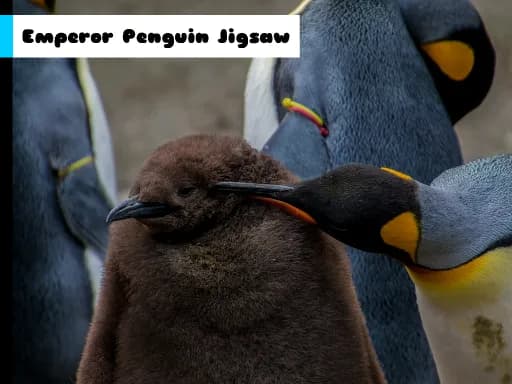 İmparator Penguin Yapbozu